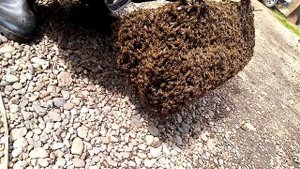 Поймали большой рой пчёл