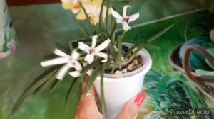 Leptotes bicolor. Долгожданное цветение)