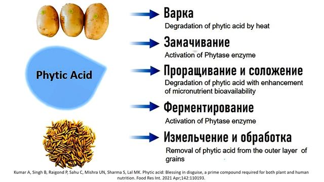 МОЖЕТ ЛИ ПРОРАЩИВАНИЕ УМЕНЬШИТЬ СОДЕРЖАНИЕ ФИТАТА В ЗЛАКАХ И БОБОВЫХ? смотреть онлайн