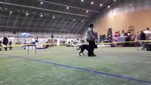 КАНЕ-КОРСО. Выставка собак LKBA CACIB «Планета собак 2016» смотреть онлайн