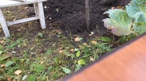 Готовлю компост сразу в грядке. Экономим время и место