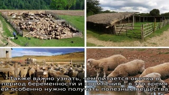 Чем питается овца - особенности кормления смотреть онлайн