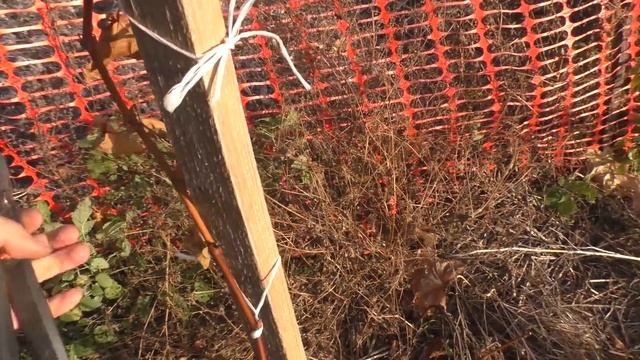 Осенняя обрезка однолетних кустов винограда. Особенности и примеры смотреть онлайн