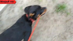 ОЧЕНЬ УПРЯМЫЙ РОТВЕЙЛЕР! КАК отучить собаку грызть поводок.