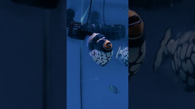 Спинорог крупнопятнистый toides conspicillum смотреть онлайн