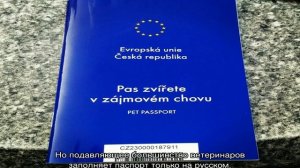 Паспорт для кошки: как сделать кошачий ветеринарный документ