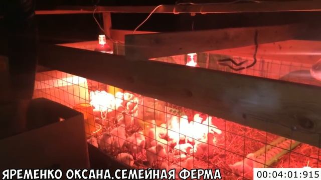 Содержание цыплят бройлеров на глубокой подстилке