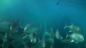 Surf fishing UNDERWATER View