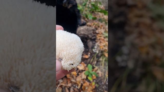 В Лазовский заповедник???? смотреть онлайн