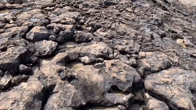 Роттнест - остров, где живет квокка