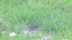 ОРЁЛ  ЗА УРАЛОМ