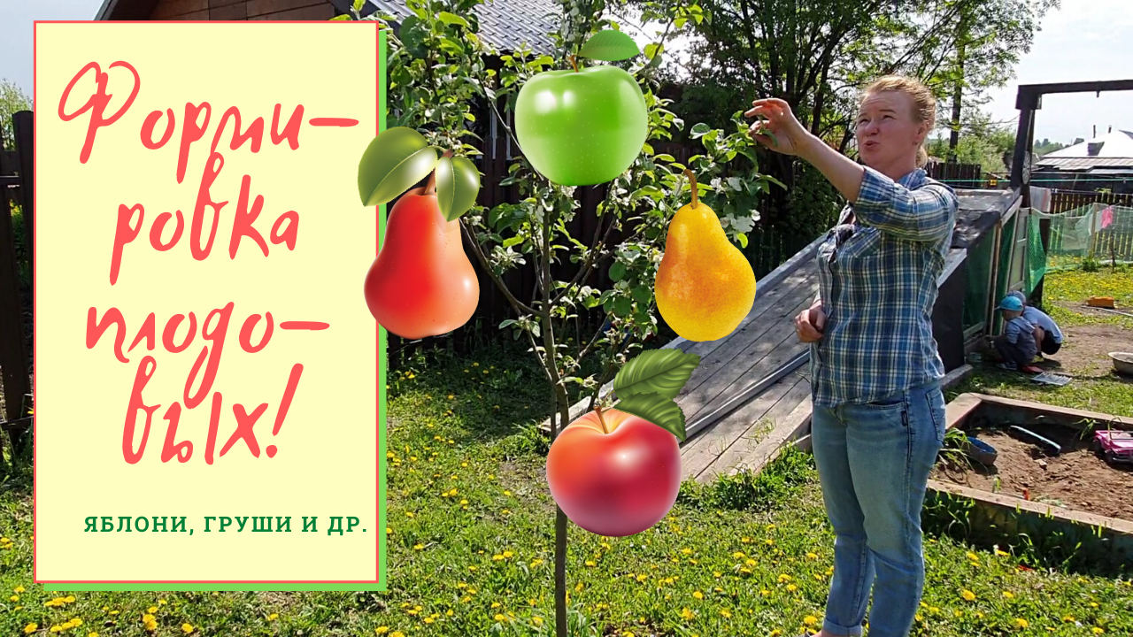 Формировка плодовых деревьев
