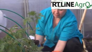 Как посадить томаты в теплице. Высаживаем рассаду томатов в теплицу.