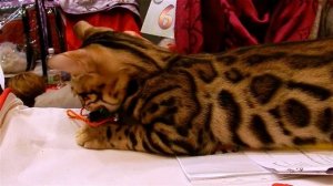 Футаж Кошки. Породы Кошек. Бенгал. Бенгальская Кошка. Бенгальская Порода Кошек. Бенгал Видео