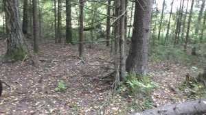 Гуляем собираем белые грибы! Грибы и лес.