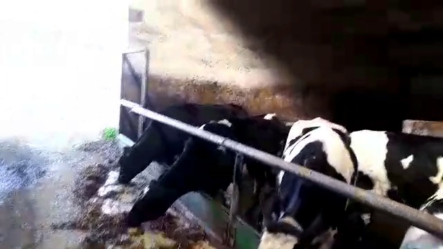 ПЛЕМЕННЫЕ НЕТЕЛИ черно пестрой породы КРС. продажа племенных нетелей +79063333941 КамАгро