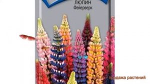 Люпин обыкновенный Фейерверк (feyerverk) ? люпин Фейерверк обзор: как сажать семена люпина Фейервер