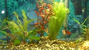 БАРБУС СУМАТРАНСКИЙ