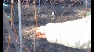 Формирование виноградного куста 4 год