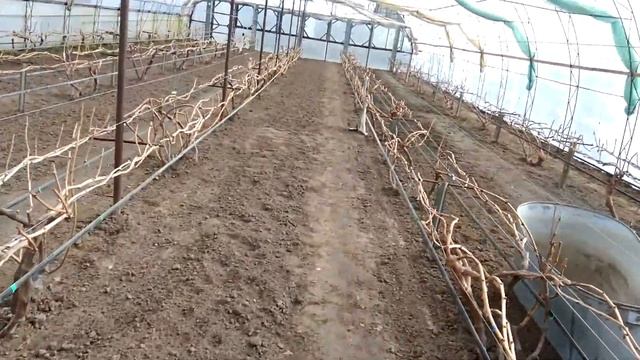 Теплица для винограда. Проветривание зимой а также контроль температуры воздухаи грунта.
