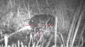 Прицел день ноч Sytong ht 60 бобёр 40м