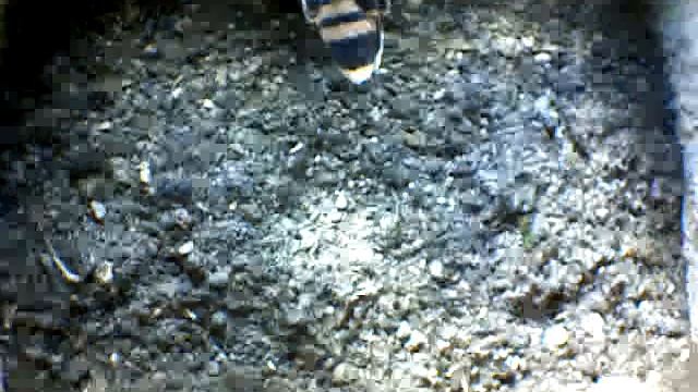 From Internet Camera(Turmfalken[03:1A:A5])2014/06/30,18:38:04_D смотреть онлайн