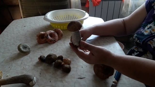 Разбираемся в грибах// Отличаем  съедобные от несъедобные.