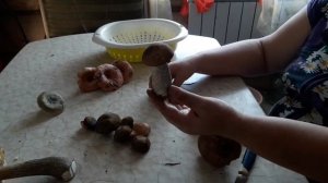Разбираемся в грибах// Отличаем  съедобные от несъедобные.