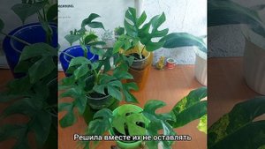 По разным горшкам?#РАФИДОФОРА мраморная? #пересадка #ароидные #цветы #растения #лиана #shorts