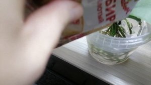 как полить орхидею, чтобы корни росли кучей