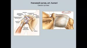 Анатомия плечевого сустава (art. humeri)