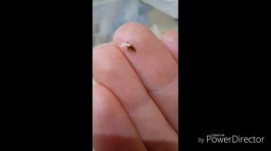 КАК ПРОРАСТИТЬ СЕМЕНА БЫСТРО ЗА 1 ДЕНЬ. СУПЕР СПОСОБ ПРОРАЩИВАНИЯ СЕМЯН. СЕМЕНА МАТТИОЛЫ ЗА СУТКИ