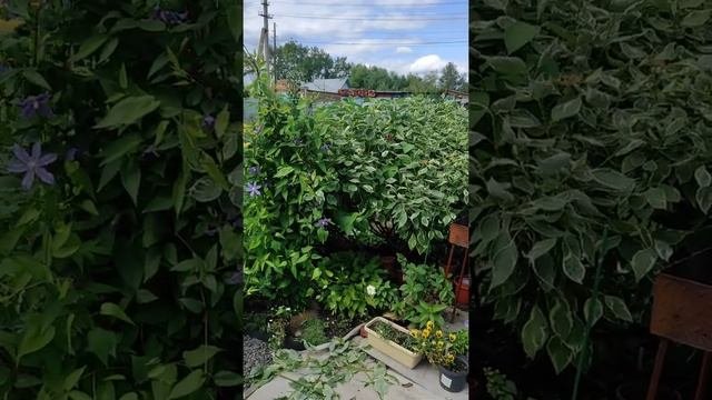 Дерен, летняя формирующая стрижка???