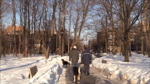 Жуткие истории про оборотней