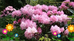 Рододендрон гибридный Полярис. Краткий обзор, описание характеристик rhododendron Polaris