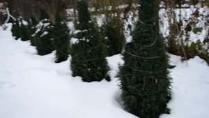 Кипарисы зимой. Надо укрывать или нет?