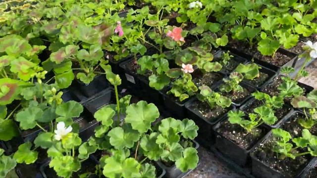 Выставка в ВЦ Евразия, С-Петербург с 1 - 5 июня 2021г. смотреть онлайн