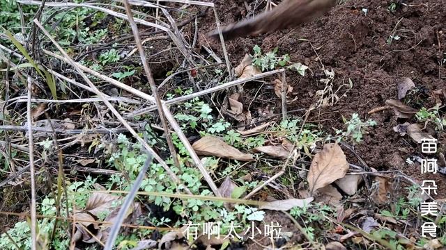 苗大姐进山挖雪莲，迫不及待吃一个，再做20个俯卧撑，小日子过得就是美！【苗阿朵美食】