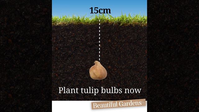 How to plant tulips