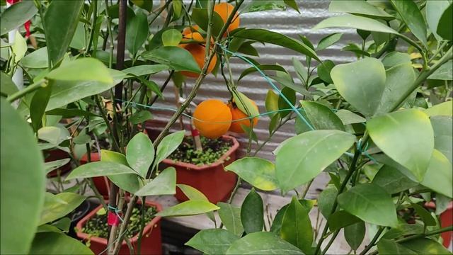 Апельсин Sucreña ( Sucrena) | Fragola. Harvest 2022. Найсолодший апельсин в колекції.