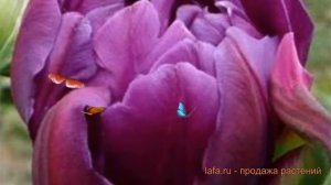 Тюльпан махровый Негрита Дабл (tulipa tyulpan) ? обзор: как сажать, луковицы тюльпаны Негрита Дабл
