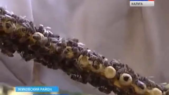 Маточное молочко в маточниках