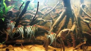 Биотопный аквариум со скаляриями от Çetin Atlı