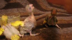 Волнистые попугаи, ручное вскармливание