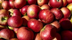 СУПЕР УДОБРЕНИЕ ДЛЯ ВСЕГО ОГОРОДА О КОТОРОМ ВЫ НЕ ЗНАЛИ! РЕЦЕПТ УДОБРЕНИЯ СВОИМИ РУКАМИ