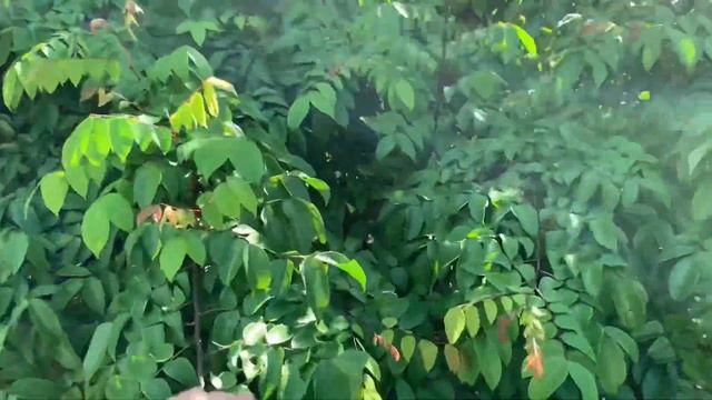 Palma Sola Botanical Park Pt3 смотреть онлайн