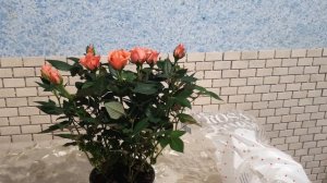 КУПИЛИ РОЗУ В МАГАЗИНЕ. ЧТО ДЕЛАТЬ ?!