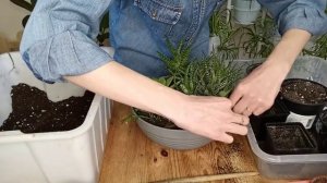 КОМПОЗИЦИЯ ИЗ СУККУЛЕНТОВ СВОИМИ РУКАМИ/ МИНИ-САДИК
