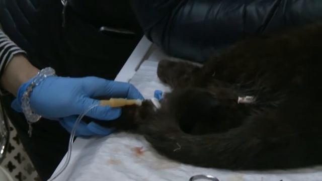 День защиты животных смотреть онлайн