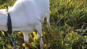 ПРОДАЮ КОЗЛА l ЗААНЕНСКАЯ ПОРОДА l GOAT FOR SALE l ZAANEN BREED